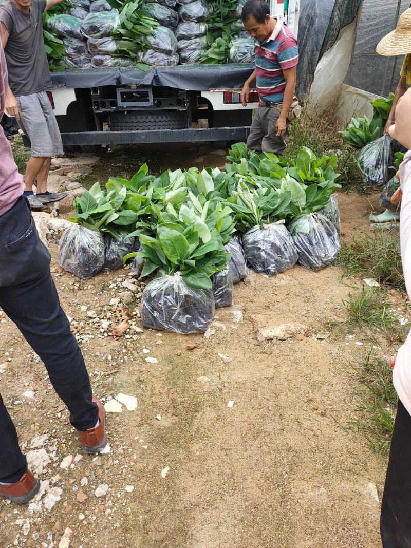 香蕉苗，威廉斯b6，巴西香蕉苗价格优惠，果苗优质产地直销