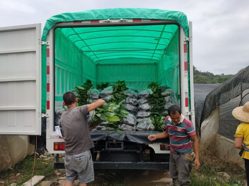 香蕉苗，威廉斯b6，巴西香蕉苗价格优惠，果苗优质产地直销