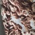 小肉鸡鸡肠，三黄鸡肠养鱼用质量好，纯干无水诚信经营