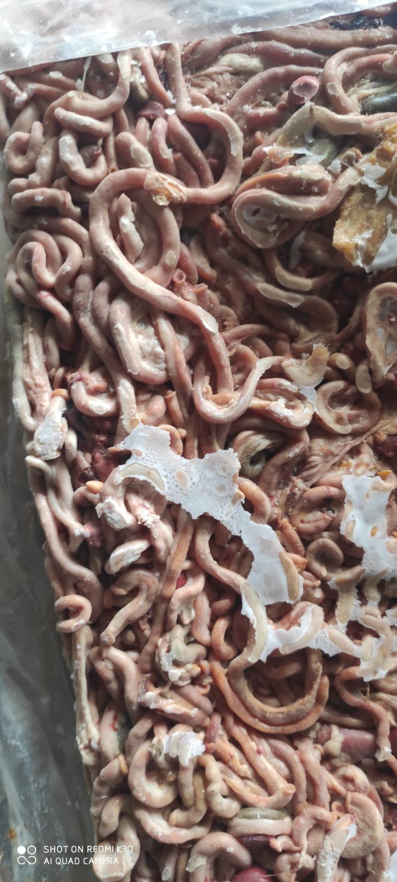 小肉鸡鸡肠，三黄鸡肠养鱼用质量好，纯干无水诚信经营