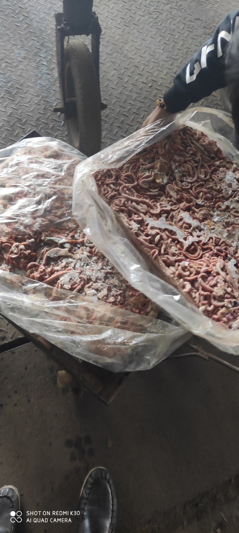 小肉鸡鸡肠，三黄鸡肠养鱼用质量好，纯干无水诚信经营