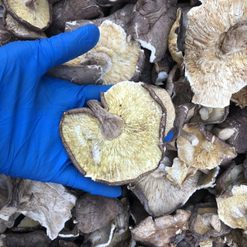 香菇大片大杯菇香菇干货食品厂馅料加工批发商产地批发