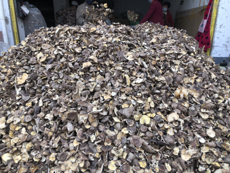 香菇大片大杯菇香菇干货食品厂馅料加工批发商产地批发