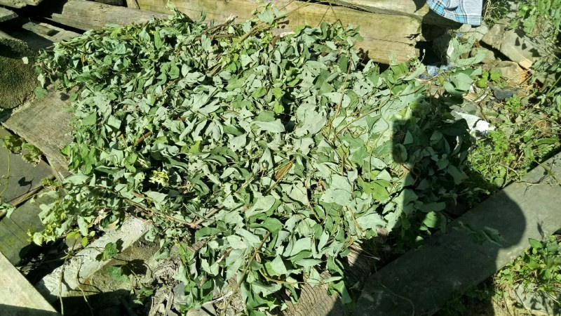 相思藤茶相思叶茶大量上市