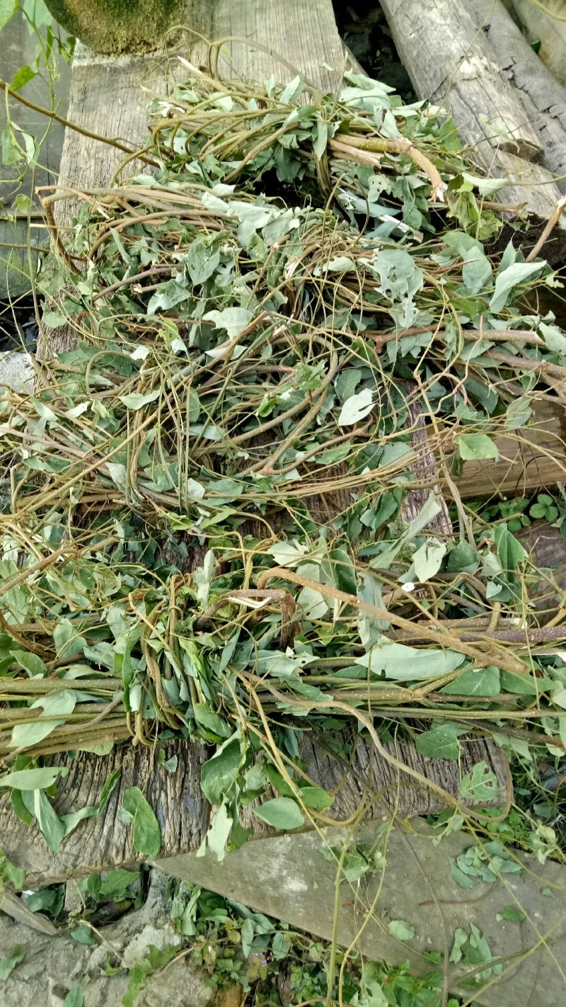 相思藤茶相思叶茶大量上市