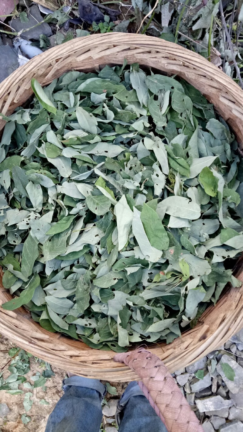 相思藤茶相思叶茶大量上市