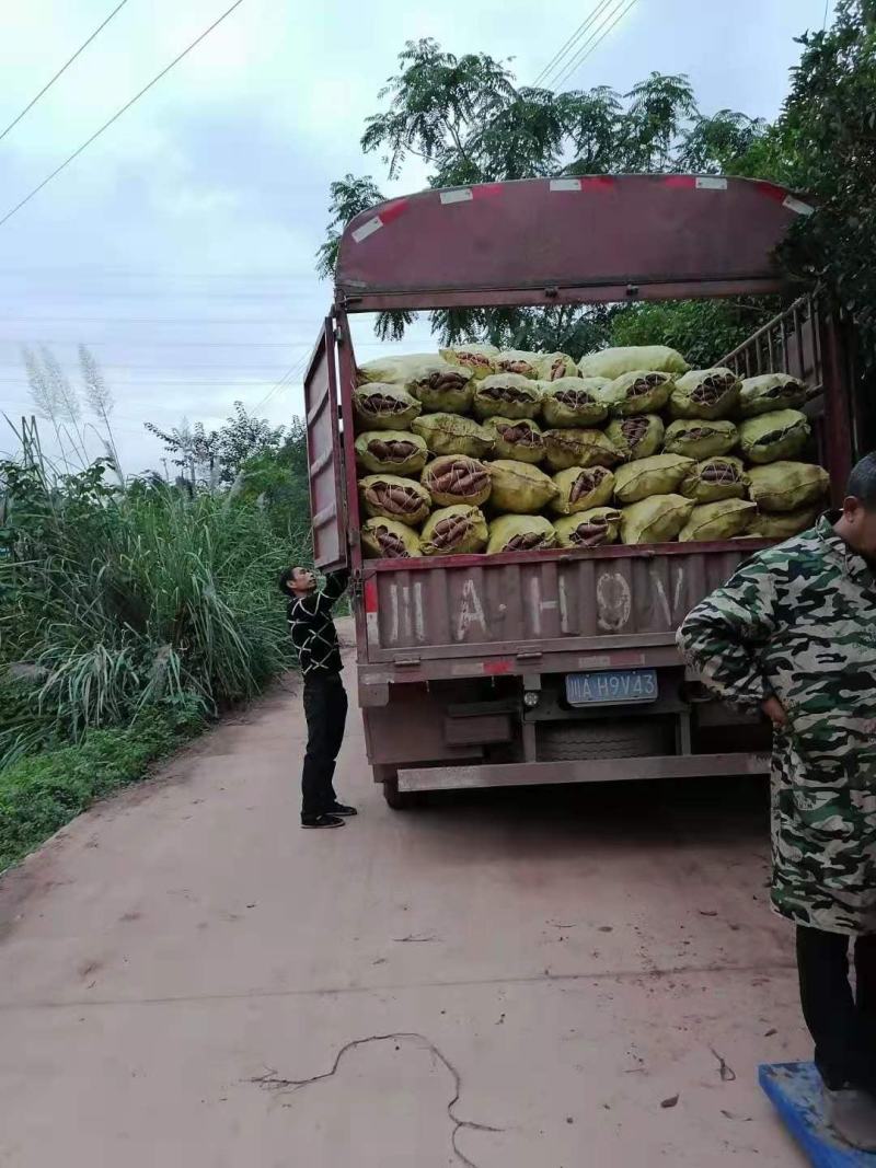 产地批发优质精品红薯专业实力代办货源充足