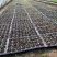 大量供应岩黄莲药材种苗防野岩黄莲种子种苗成活率高，产量高