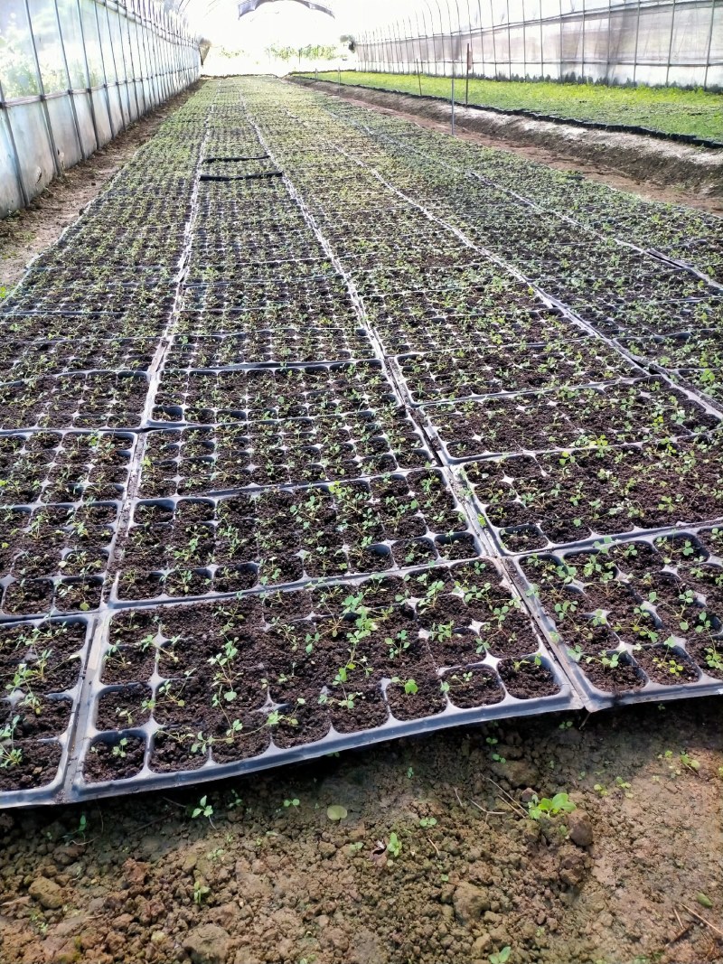 大量供应岩黄莲药材种苗防野岩黄莲种子种苗成活率高，产量高