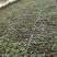 大量供应岩黄莲药材种苗防野岩黄莲种子种苗成活率高，产量高