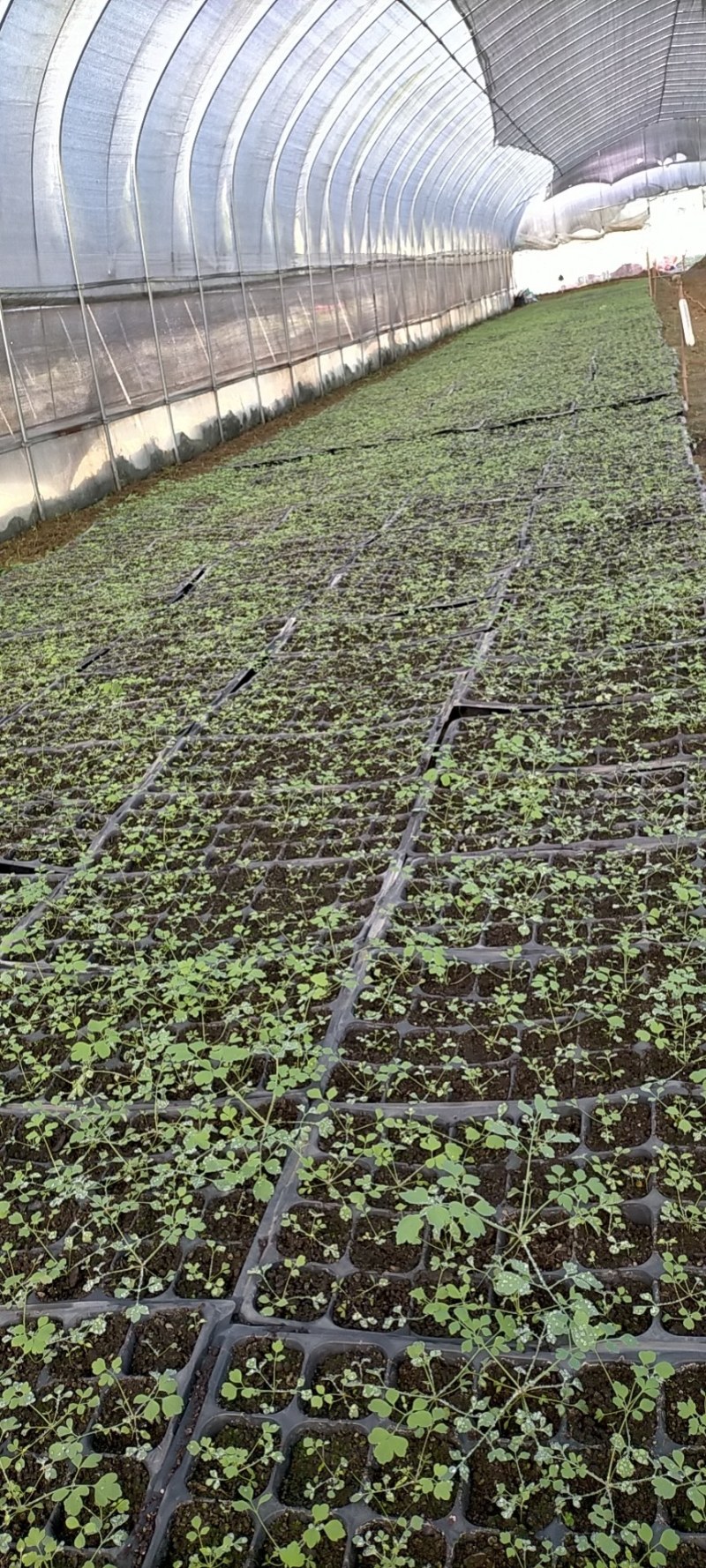 大量供应岩黄莲药材种苗防野岩黄莲种子种苗成活率高，产量高