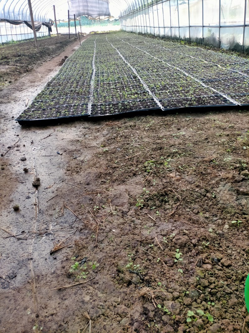大量供应岩黄莲药材种苗防野岩黄莲种子种苗成活率高，产量高