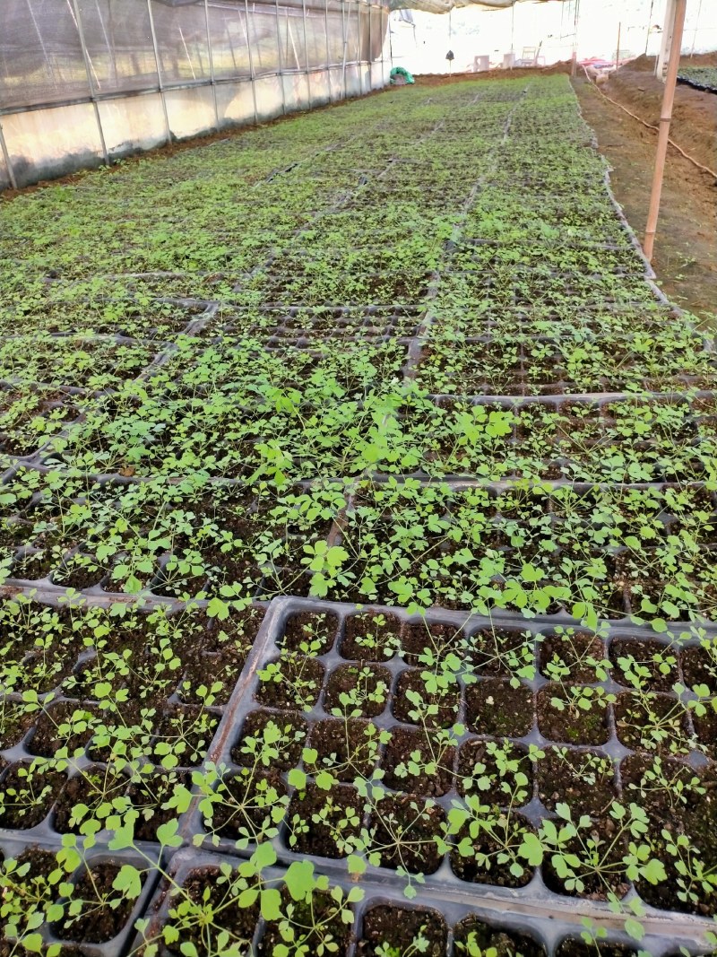 大量供应岩黄莲药材种苗防野岩黄莲种子种苗成活率高，产量高