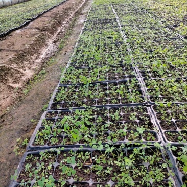 大量供应岩黄莲药材种苗防野岩黄莲种子种苗成活率高，产量高