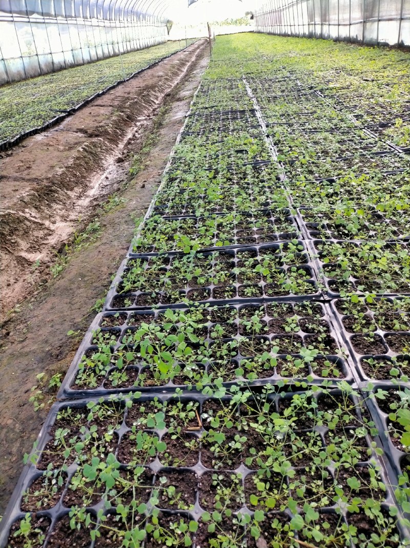 大量供应岩黄莲药材种苗防野岩黄莲种子种苗成活率高，产量高