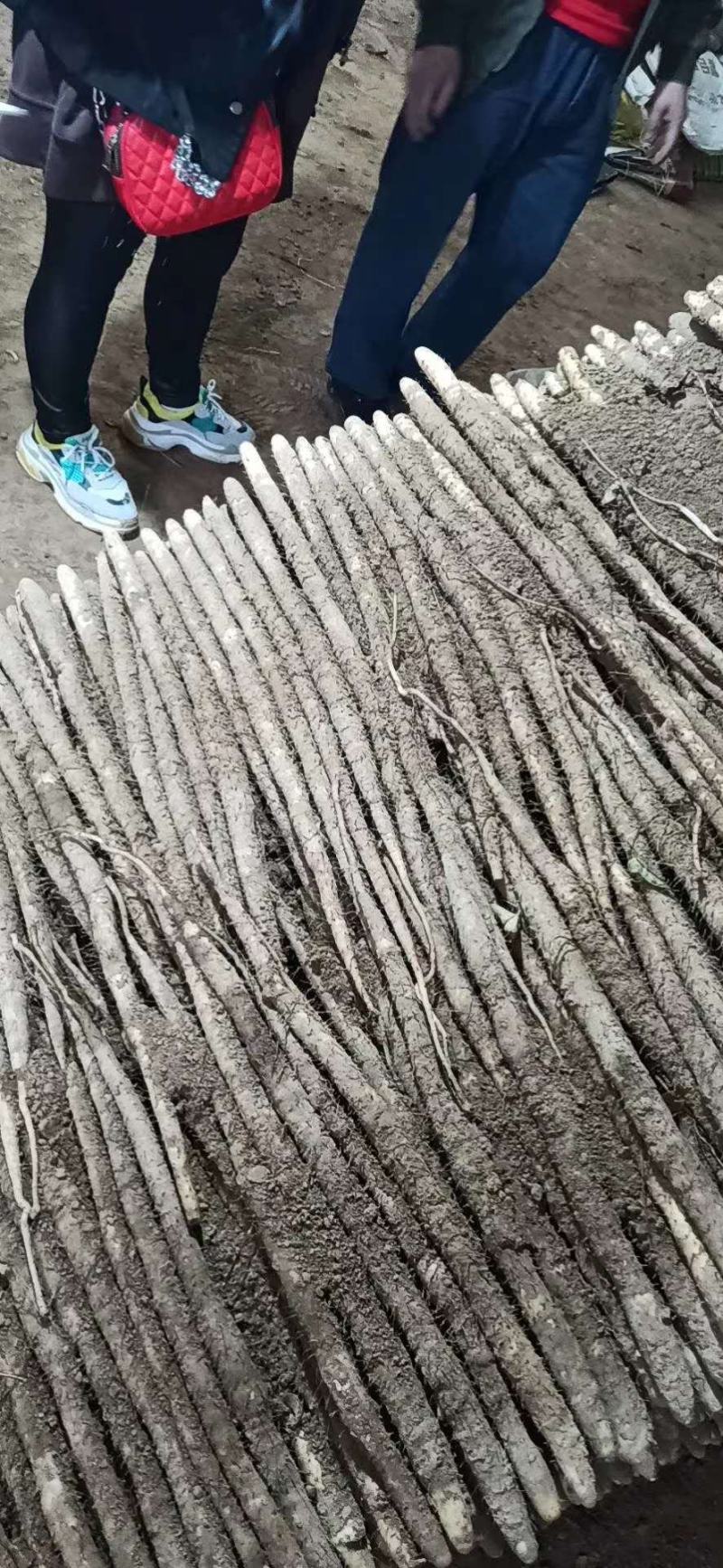 山药，优质小白嘴山药，产地直发，量大从优，诚信经营