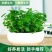 四季水培包成活铜钱草盆栽铜钱草水培植物花卉水养吸甲醛
