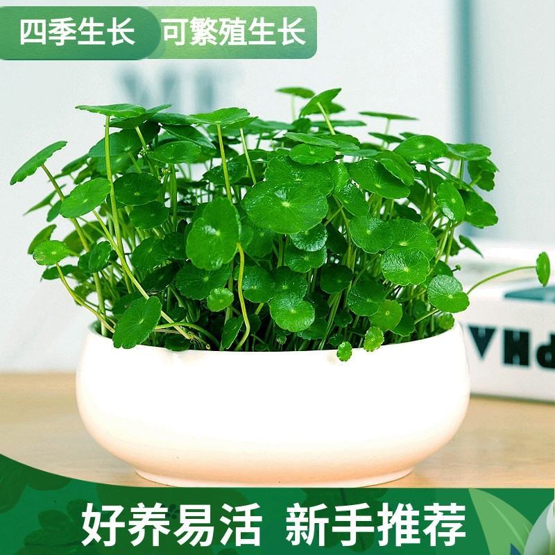 四季水培包成活铜钱草盆栽铜钱草水培植物花卉水养吸甲醛