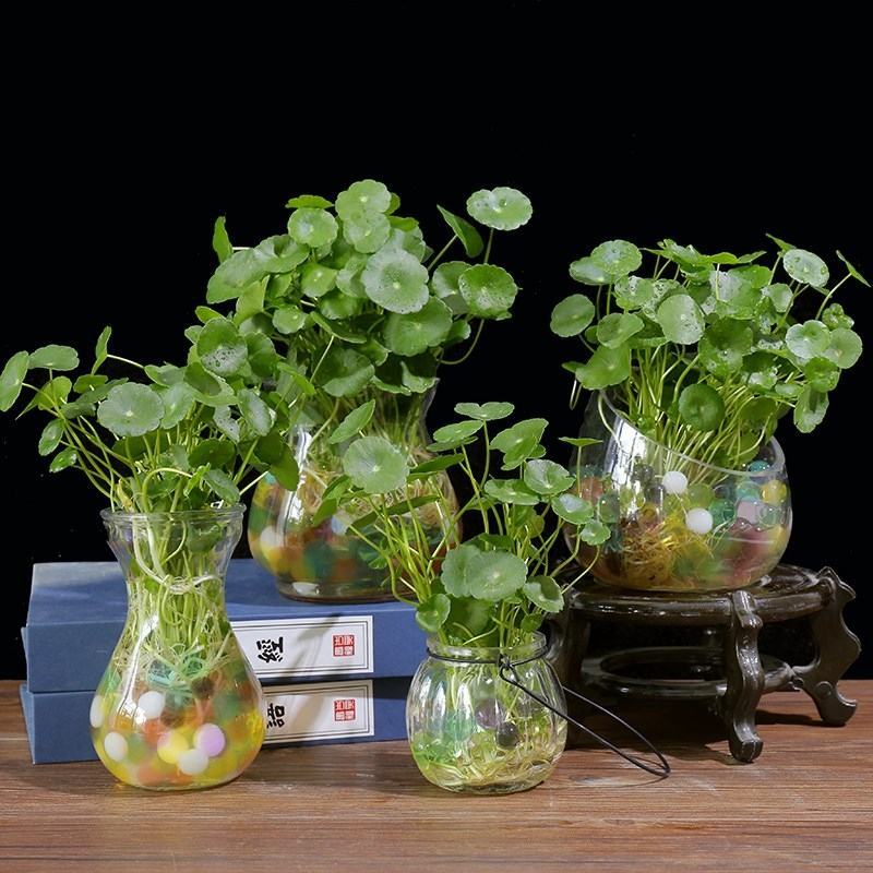 四季水培包成活铜钱草盆栽铜钱草水培植物花卉水养吸甲醛