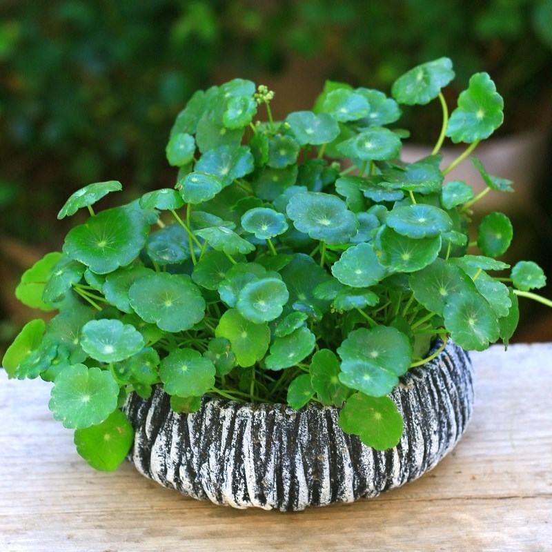 四季水培包成活铜钱草盆栽铜钱草水培植物花卉水养吸甲醛