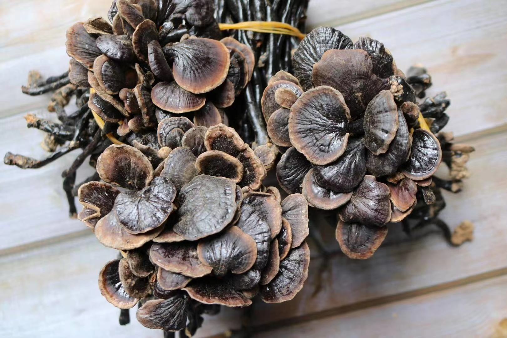 缅甸掸邦景栋地区原始竹林中的竹灵芝自然生长场景。画面展示潮湿林下环境中,竹灵芝从倒伏腐烂的竹节处萌发,周围植被茂密,光线斑驳,土壤富含腐殖质,体现其典型的生态位特征 缅甸边境竹林中的竹灵芝生长环境