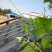 纯手工红薯大粉皮（欢迎下单）