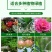 中古营养液植物通用型土水培盆栽花卉绿萝植富贵竹发财液体花