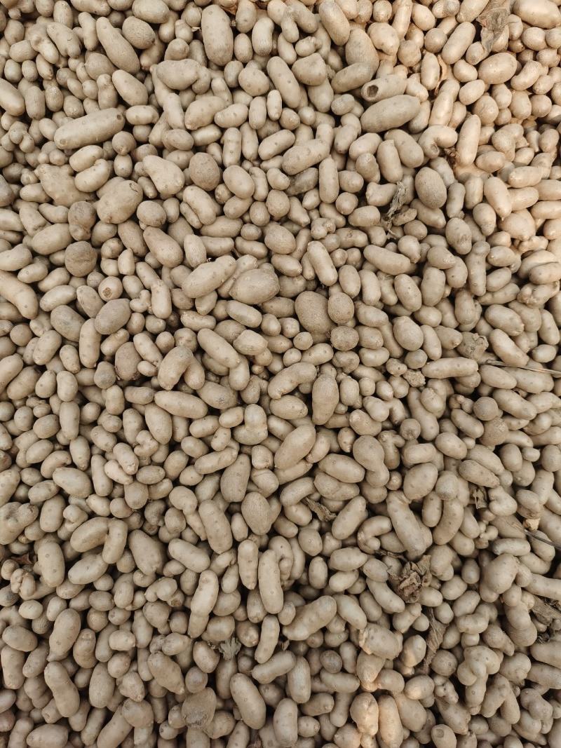 小白嘴山药混豆手捡豆