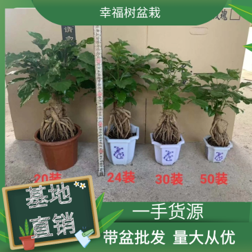 提根绿宝幸福树福建源头厂家自产自销整箱销售
