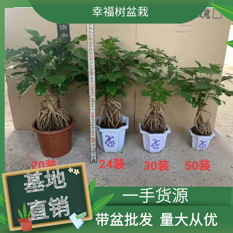 提根绿宝幸福树福建源头厂家自产自销整箱销售