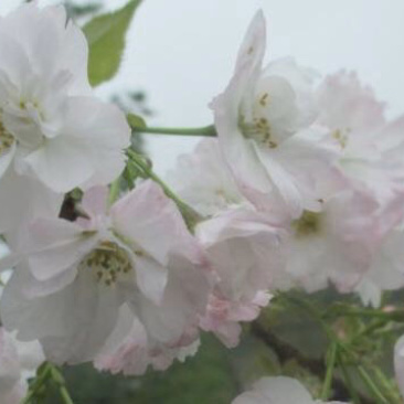 奖章樱一年开两次花的樱花