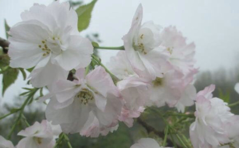 奖章樱一年开两次花的樱花