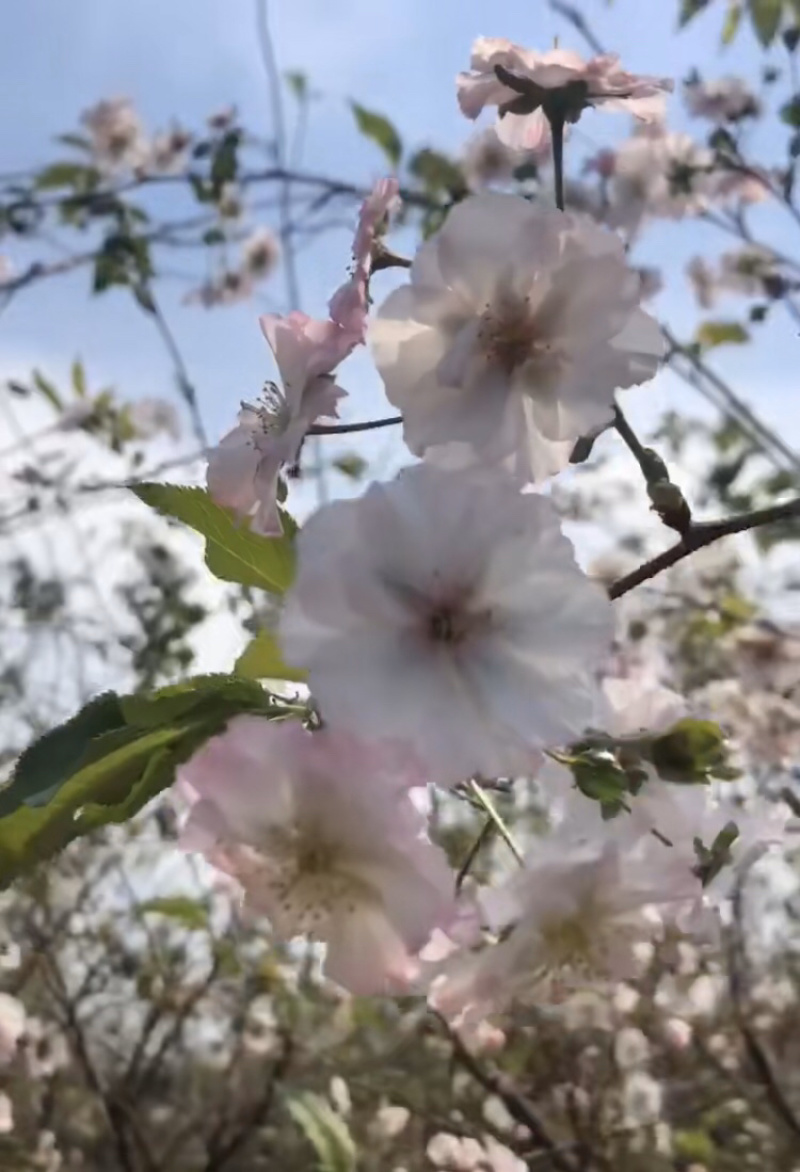 奖章樱一年开两次花的樱花