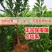 山东销量过万正宗李子苗品种多南北方种植死苗包赔