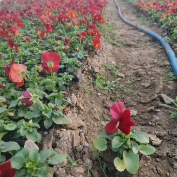 三色堇耐寒组摆花卉冷季型草花三色堇盆栽公园道路绿化