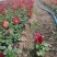 三色堇耐寒组摆花卉冷季型草花三色堇盆栽公园道路绿化
