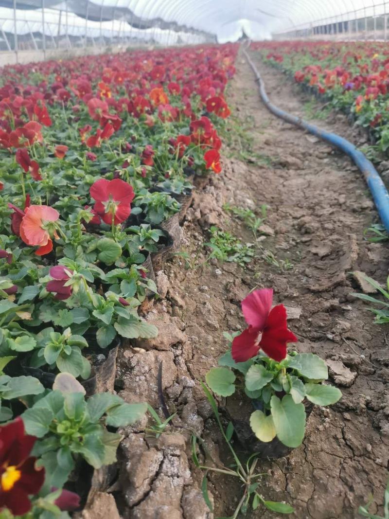三色堇耐寒组摆花卉冷季型草花三色堇盆栽公园道路绿化
