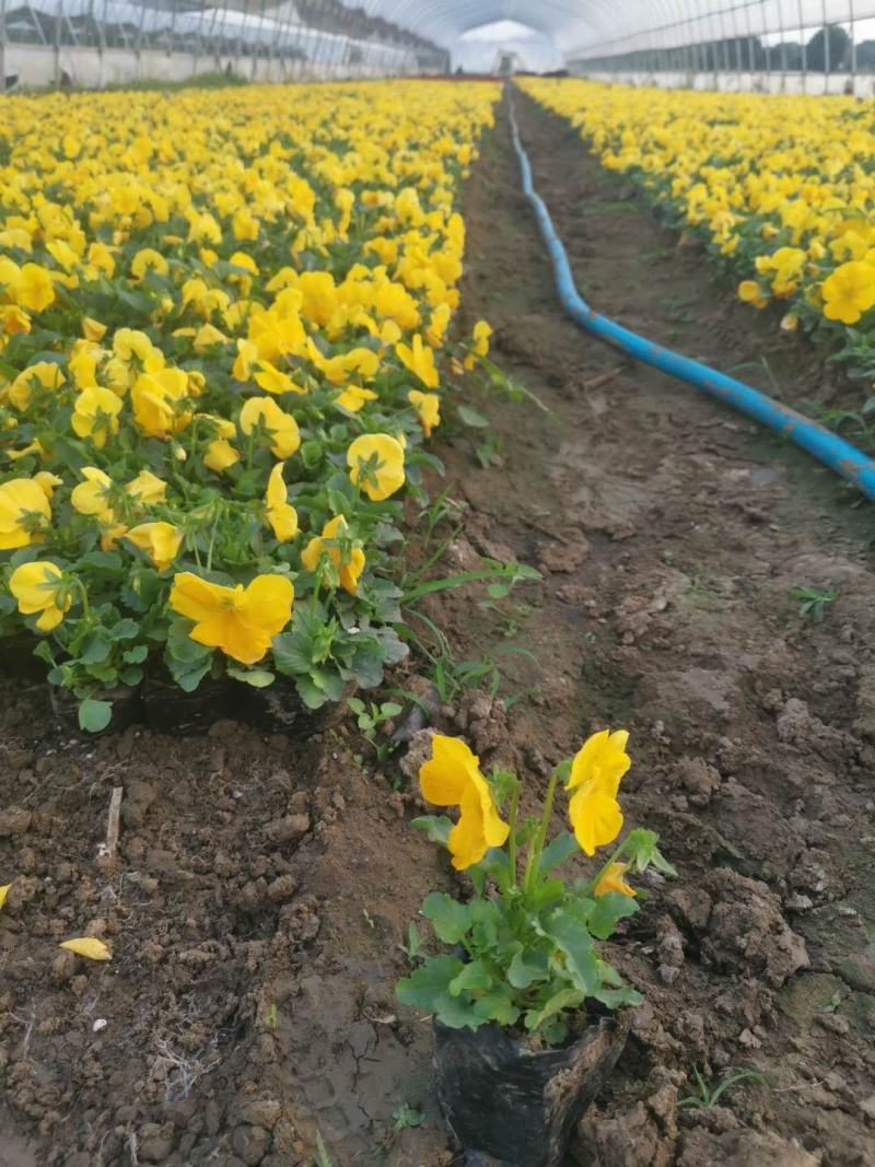 三色堇耐寒组摆花卉冷季型草花三色堇盆栽公园道路绿化