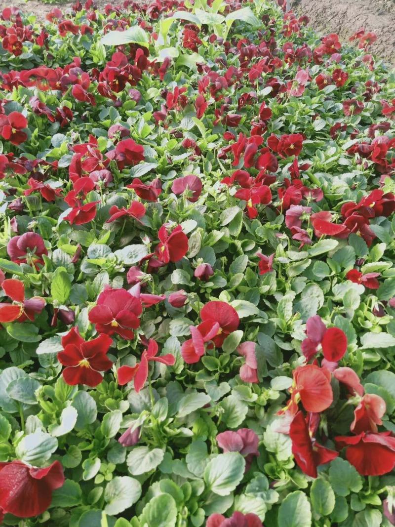 三色堇耐寒组摆花卉冷季型草花三色堇盆栽公园道路绿化