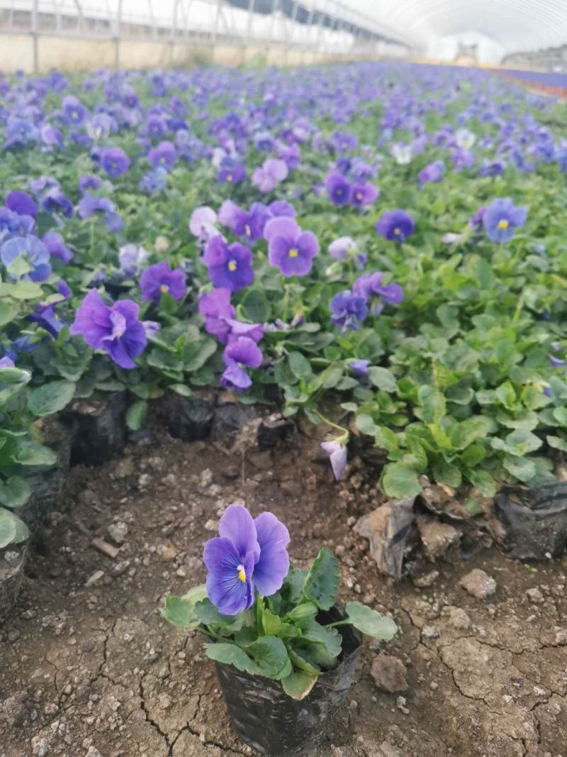 三色堇耐寒组摆花卉冷季型草花三色堇盆栽公园道路绿化