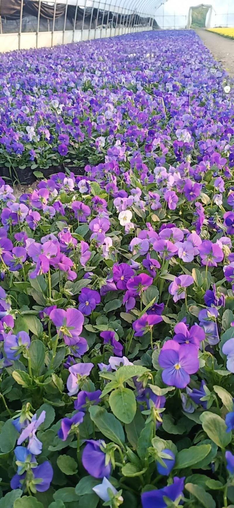 三色堇耐寒组摆花卉冷季型草花三色堇盆栽公园道路绿化