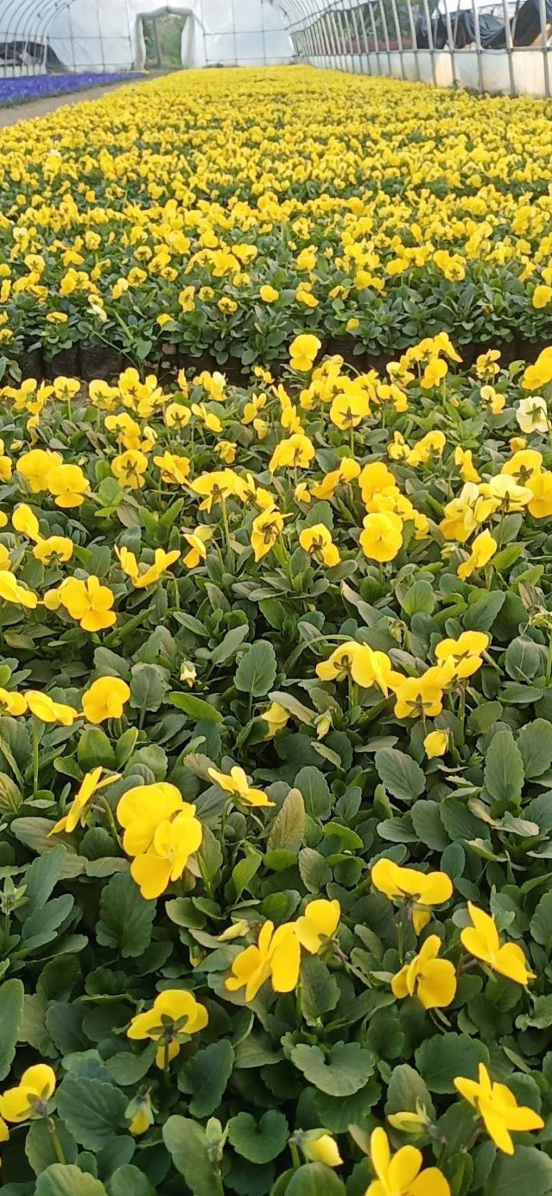 三色堇耐寒组摆花卉冷季型草花三色堇盆栽公园道路绿化