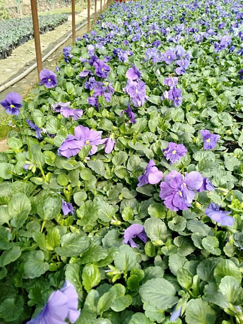 三色堇耐寒组摆花卉冷季型草花三色堇盆栽公园道路绿化