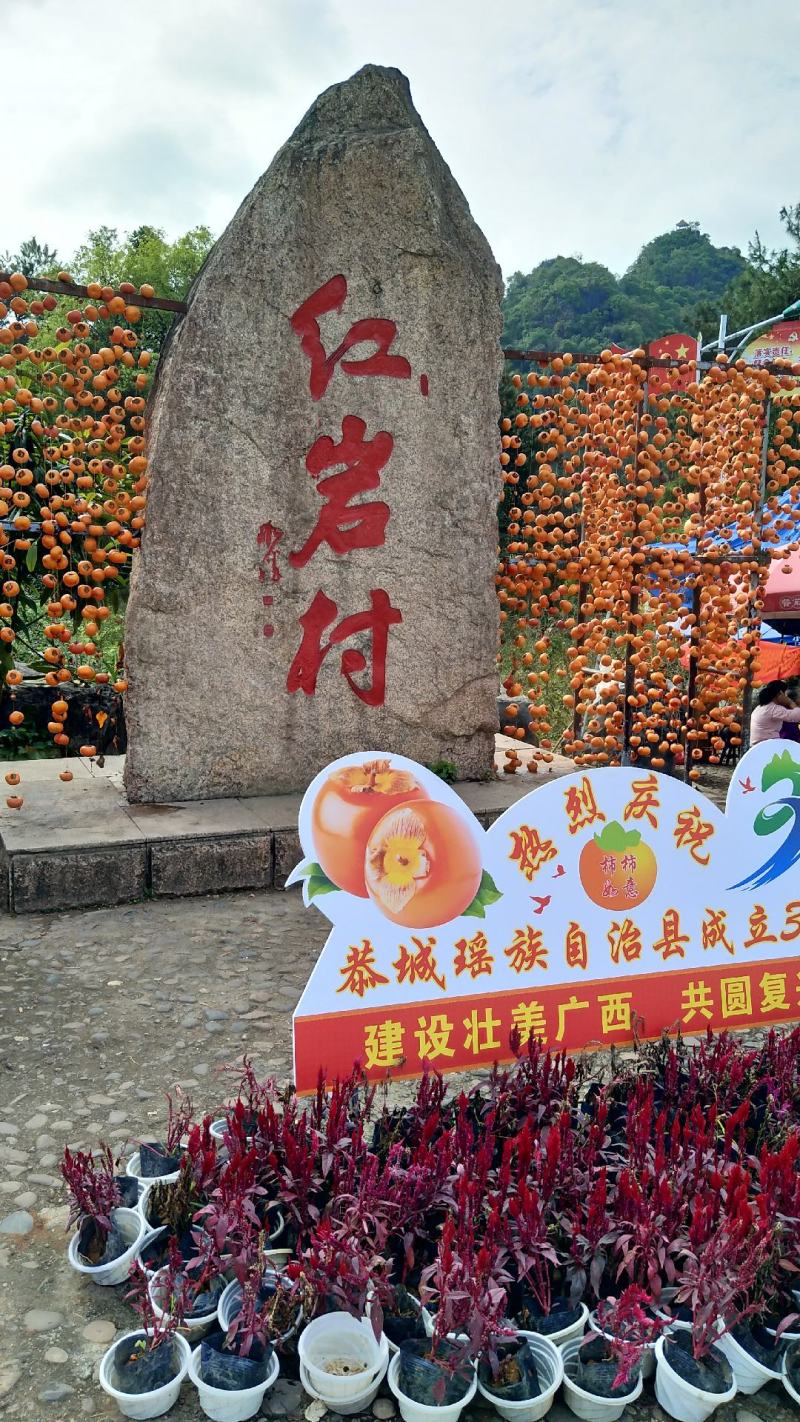 广西脆柿清甜脆口润肺