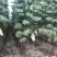 自家苗圃供应梓树2～4公分