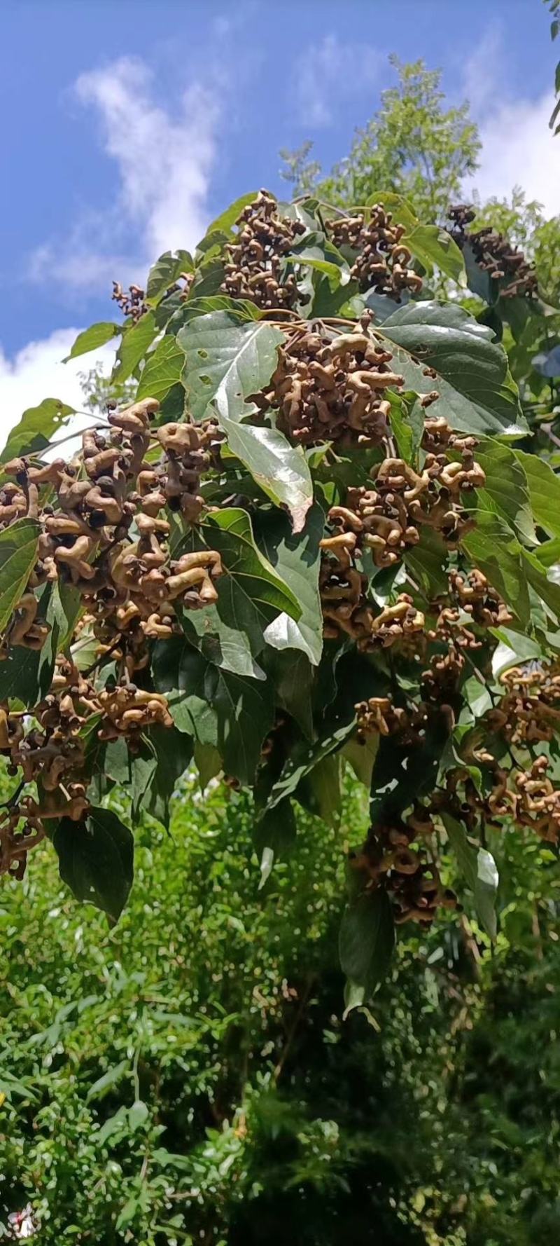 包邮拐枣净果新鲜拐枣拐枣果万寿果鸡爪梨枳椇子水果