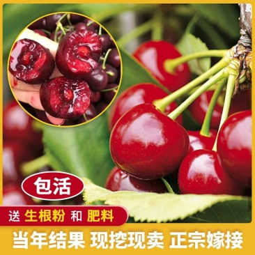【热卖】山东大樱桃苗现挖现发南北方种植包技术指导
