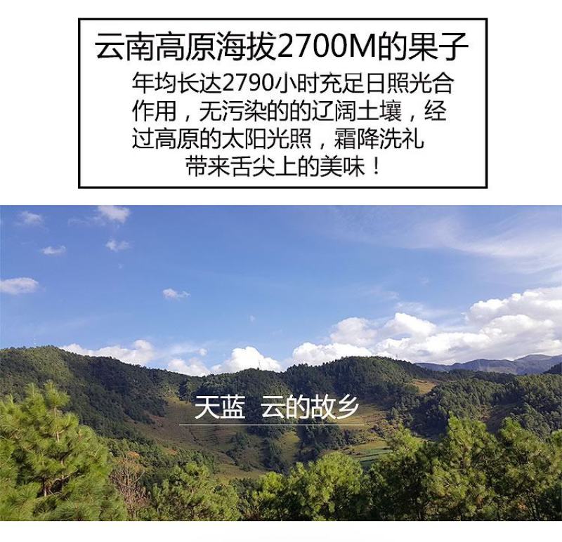 云南丽江小凉山丑苹果蜂蜜冰糖心苹果宁蒗苹果优选品质