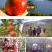云南丽江小凉山丑苹果蜂蜜冰糖心苹果宁蒗苹果优选品质