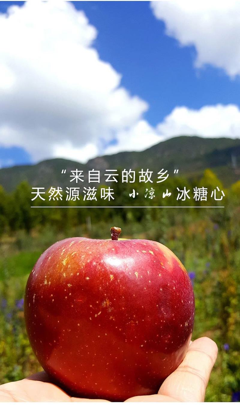 云南丽江小凉山丑苹果蜂蜜冰糖心苹果宁蒗苹果优选品质